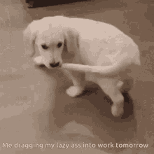Work Lazy GIF - Work Lazy Dog GIFs