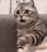 Scared Cat GIF - Scared Cat GIFs