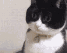 Stare Cat GIF - Stare Cat Confused GIFs