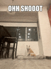 Shiba Inu Doge GIF - Shiba Inu Doge GIFs