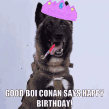 Good Boi Conan GIF - Good Boi Conan Happy Birthday GIFs
