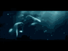 Evanescence Underwater GIF - Evanescence Underwater GIFs