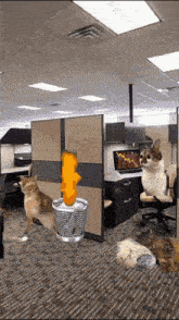 a cat sits in an office cubicle next to a laptop
