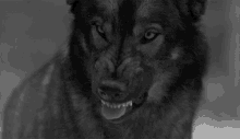 Fenrir Wolf GIF - Fenrir Wolf Lick GIFs