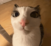 a close up of a cat 's face looking up at the camera