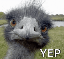 a close up of an ostrich with yep written in white