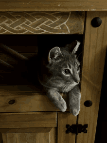 Cat Tabby GIF - Cat Tabby GIFs