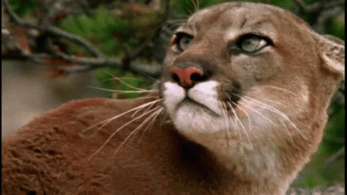 Lion GIF - Lion Puma Mountain Discover & Share GIFs