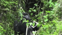Gorilla Chewing GIF - Gorilla Chewing Zoom GIFs