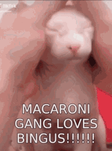 Macaroni Macaroni Gang GIF - Macaroni Macaroni Gang Bingus GIFs