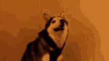 a husky dog is standing in front of a wall with the word wat on it .