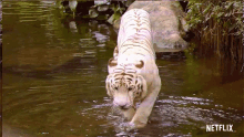 Tiger Tiger King GIF - Tiger Tiger King Wild Animal GIFs