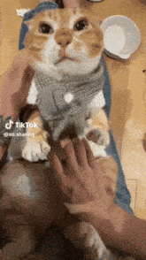 a cat with a scarf around its neck is being petted by a person with a tattoo on their leg