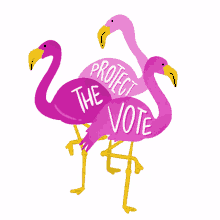 protect the vote flamingo florida florida voting vote how we choose