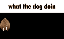 What The Dog Doin Horse GIF - What The Dog Doin Horse GIFs