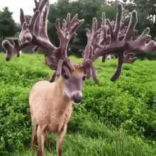 deer awww