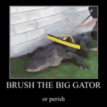 gator brush the gator brush the gator or perish big gator