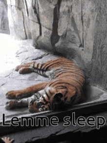 Tiger Sleepy GIF