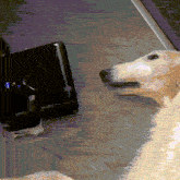 a pixelated image of a dog looking at a computer screen
