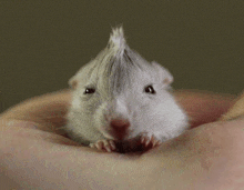 a small white mouse with a mohawk on its head looks at the camera