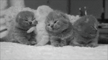 Cat Scottish Fold GIF - Cat Scottish Fold Fluffy GIFs