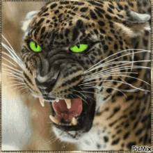 Leopard GIF