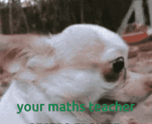 Math School GIF - Math School Dog GIFs