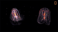 Jellyfish National Geographic GIF - Jellyfish National Geographic Colorful GIFs