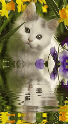 cat reflection water fantasy