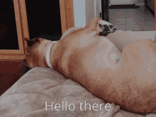 Dog Bulldog GIF - Dog Bulldog Hello GIFs
