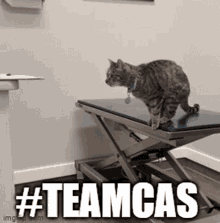 Teamcas Cat GIF - Teamcas Cat Fail GIFs