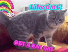 a cat with the words like omg get a gay cat