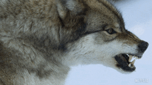 Angry Our Living World GIF - Angry Our Living World Mad GIFs