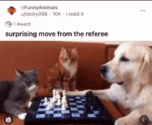 Cat And Dog Chess GIF