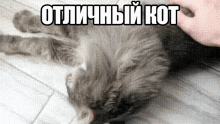 a person petting a cat with the words " отличный кот " on the bottom