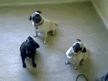 Pugs Head Tilt GIF - Pet Dog Pug GIFs
