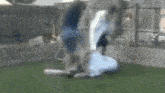 a man is kicking a soccer ball in a backyard