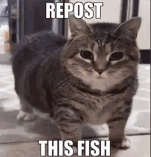 Repostthisfish GIF - Repostthisfish GIFs