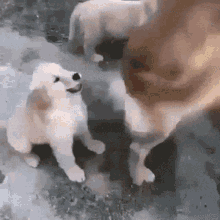 Hit Dogs GIF - Hit Dogs Badday GIFs