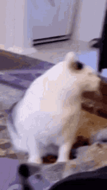 Kucing Tolol GIF - Kucing Tolol GIFs