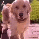 a golden retriever dog is walking on a wooden deck .