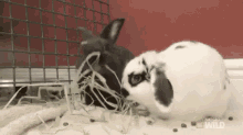 Bunnies Eating GIF - Dr K Exotic Animal Er Exotic GIFs