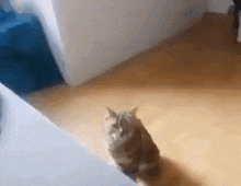 Cat Cat Fall GIF