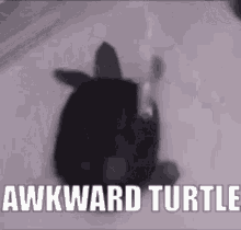 Awkward Turtle GIF - Awkward Turtle Awkward Turtle GIFs