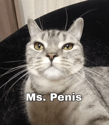Cat Penis GIF