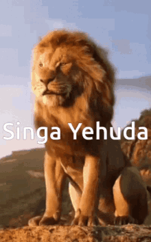 Lion Singa Yehuda GIF - Lion Singa Yehuda Wild Animals GIFs