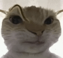 a close up of a cat 's face with a worm coming out of its nose .