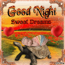 Good Night Sweet Dreams GIF - Good Night Sweet Dreams Turtle GIFs