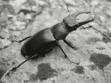 beetle horny