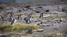 by the beach homewrecking penguin waddle group of penguins hunting for food